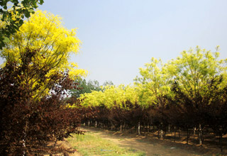 清馨園林苗木基地實(shí)錄