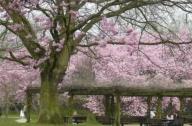 歐洲最大的日本庭園“TheHasselt Japanese Garden”（比利時）